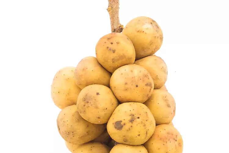 keunggulan-dan-rasa-segar-minuman-jus-duku-yang-menyegarkan