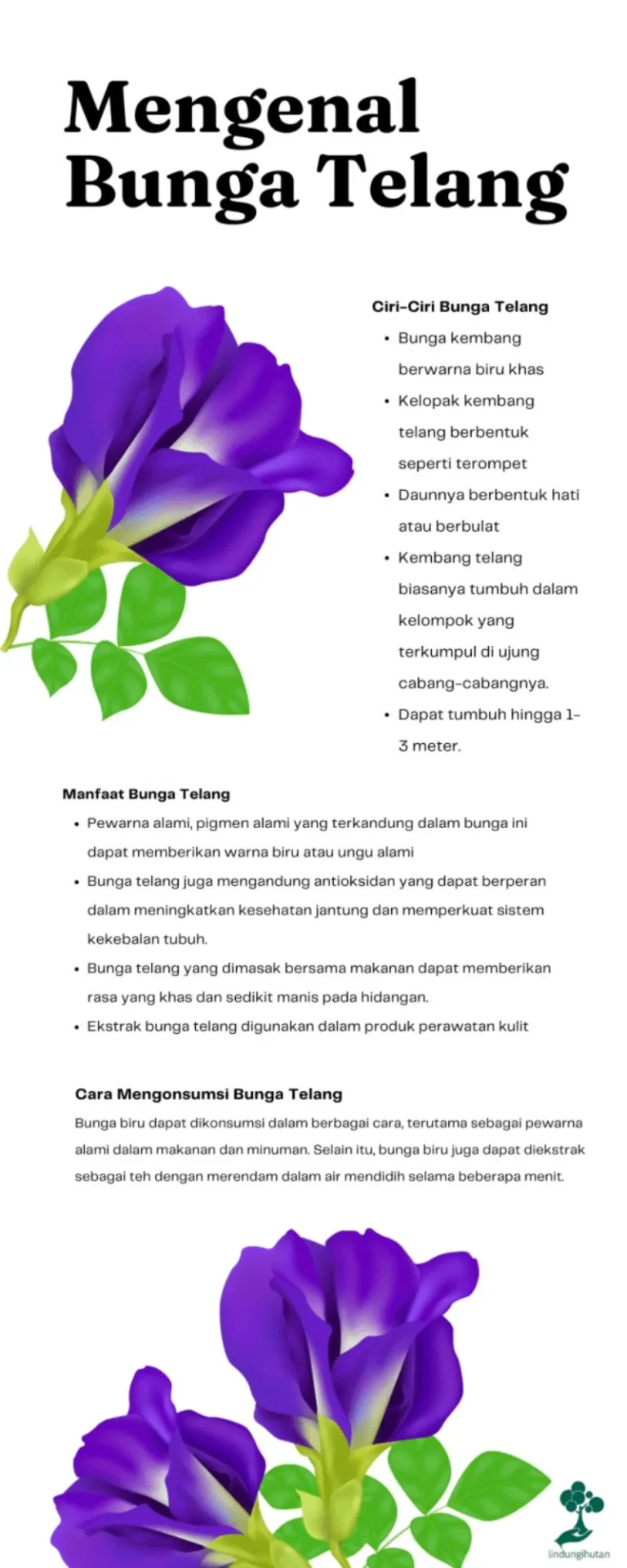 manfaat-dan-keunikan-teh-bunga-telang-untuk-kesehatan